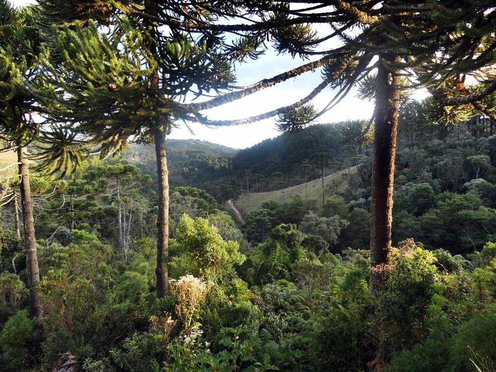 Bosque Das Araucarias Apartamento Campos do Jordão