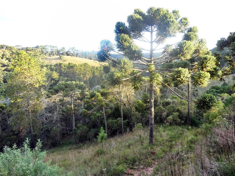 Apartamento Bosque Das Araucarias Apartamento