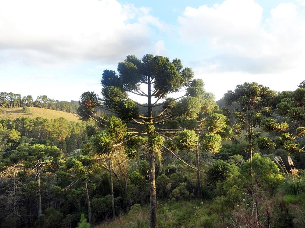 Bosque Das Araucarias Apartamento Campos do Jordão
