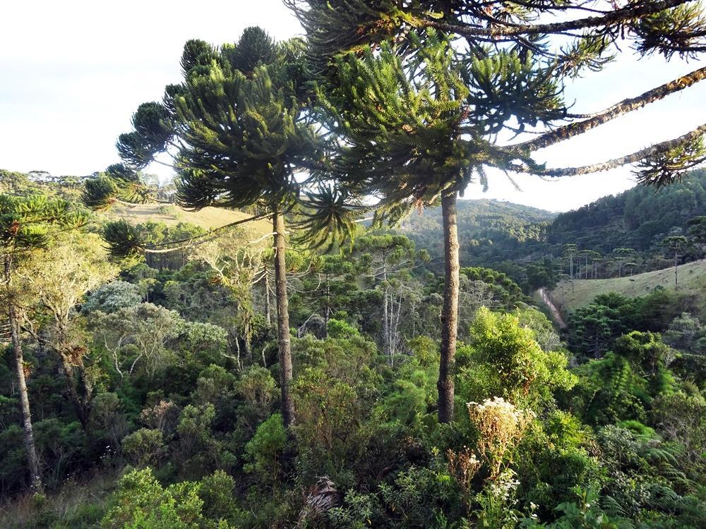 Apartamento Bosque Das Araucarias Apartamento